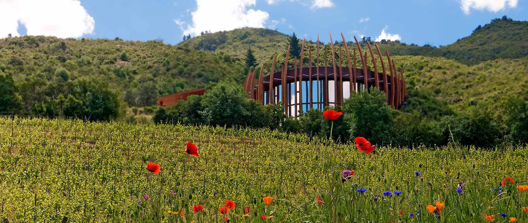 Colchagua Valley y Carmenère: el vino tinto más emblemático de Chile