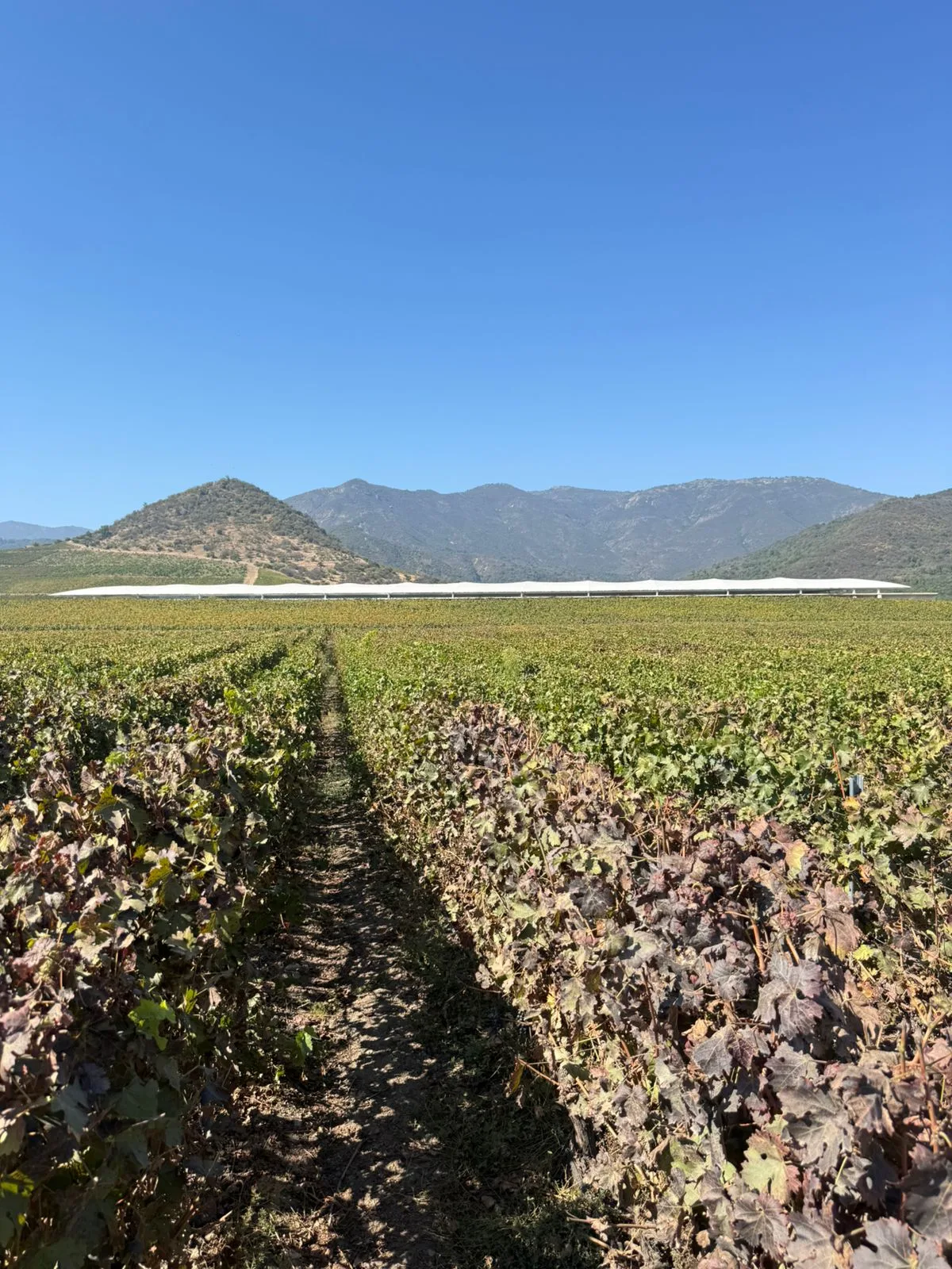 Valle del Cachapoal | Premium Wine Tour at VIK 7