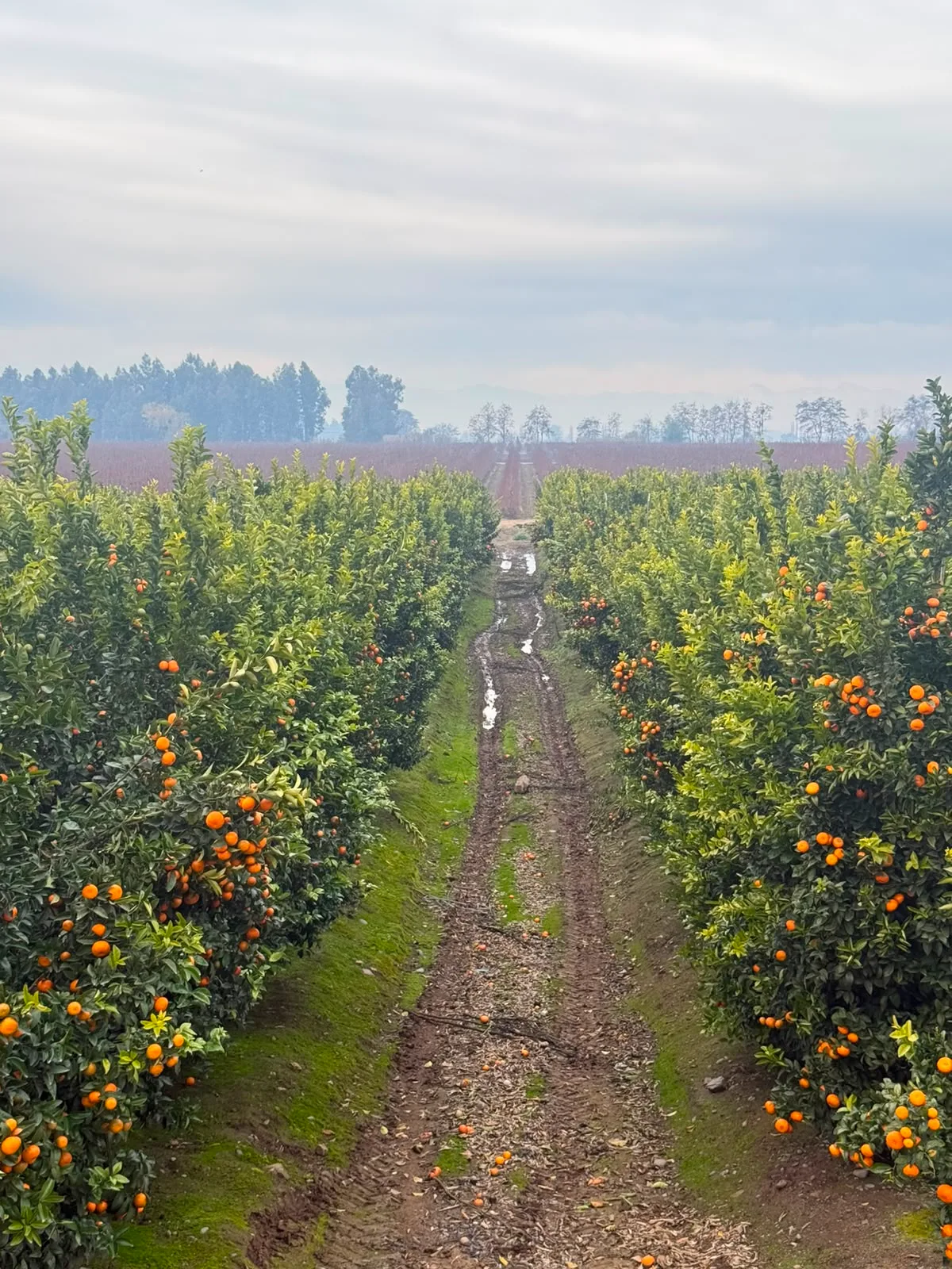 Colchagua Valley | Montes Wines The origin of chilean Premium Wines 1