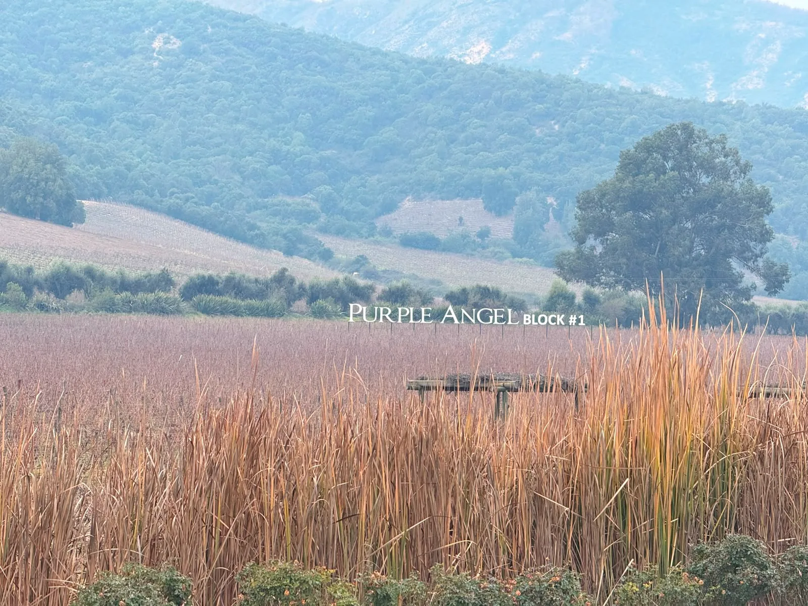 Colchagua Valley | Montes Wines The origin of chilean Premium Wines 5
