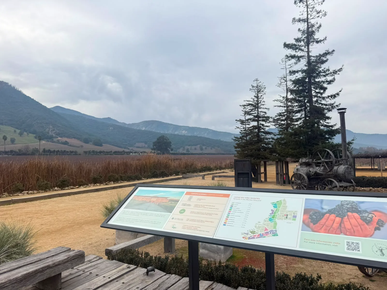 Colchagua Valley | Montes Wines The origin of chilean Premium Wines 11