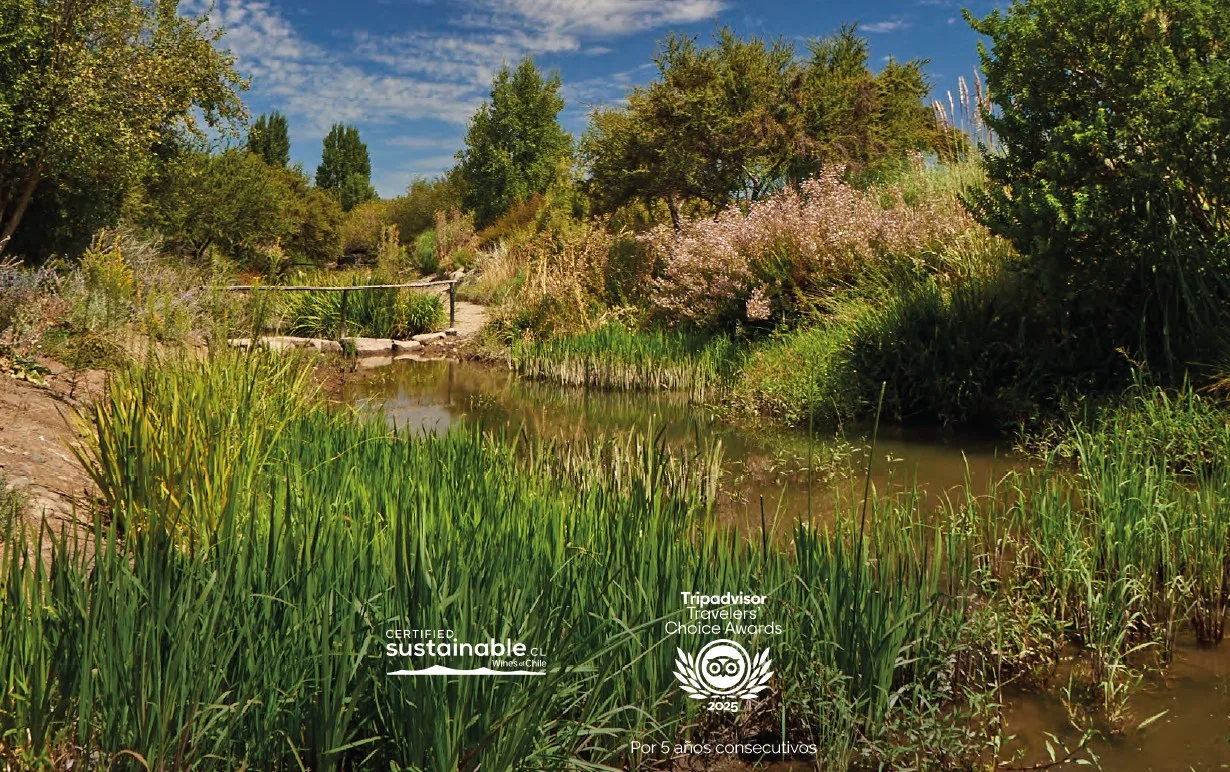 Valle de Colchagua | Viña Los Maquis 5