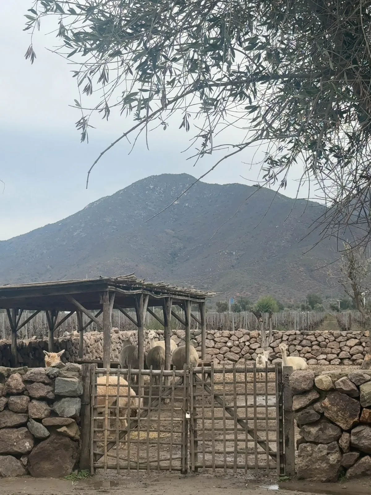 Valle de Casablanca | Emiliana – Tour orgánico y biodinámico 4