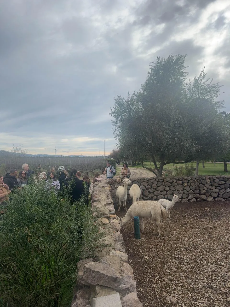 Valle de Casablanca | Emiliana – Tour orgánico y biodinámico 7