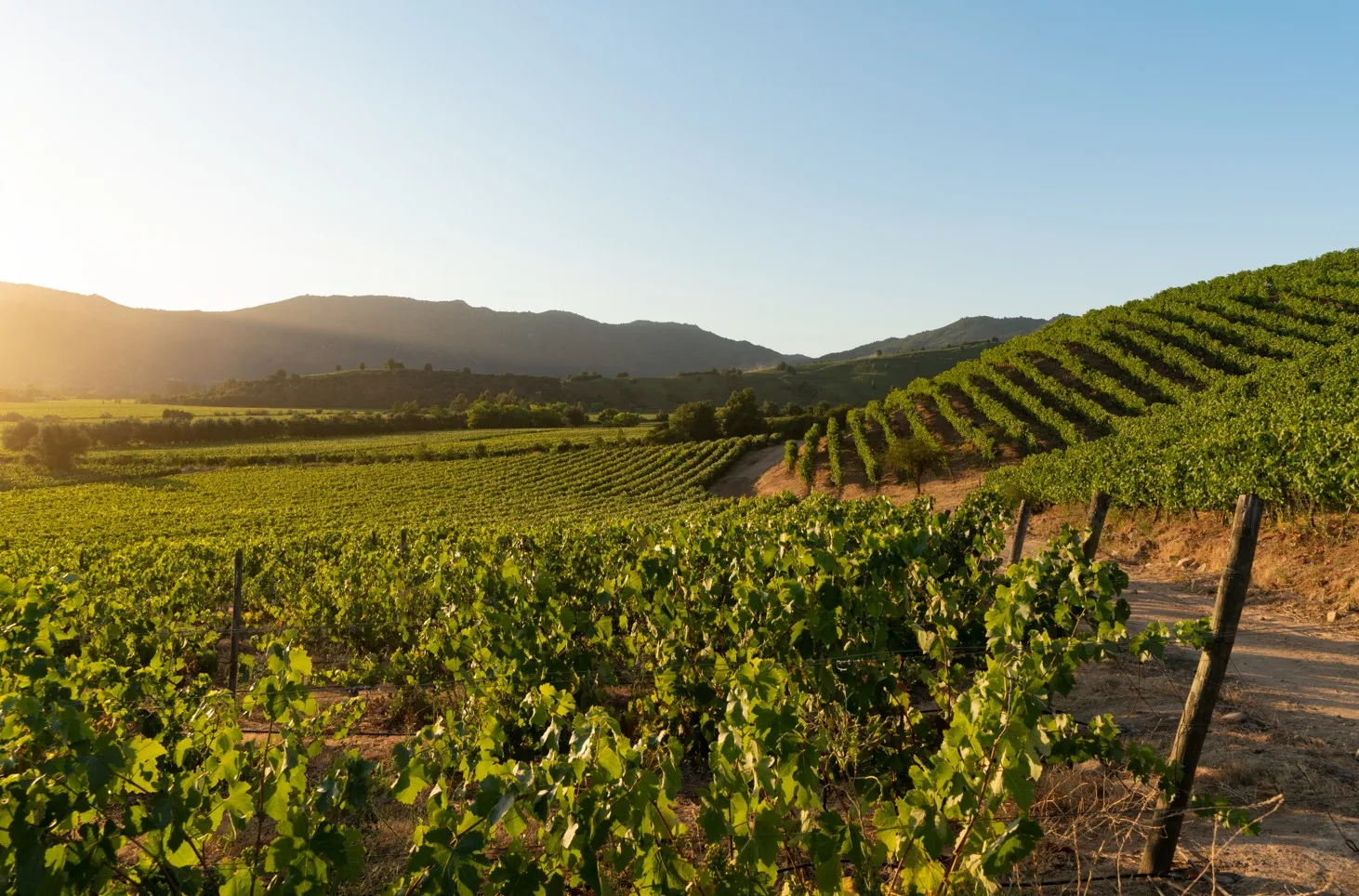 Valle de Colchagua | Montes Wines El origen del Vino Premium de Chile 4