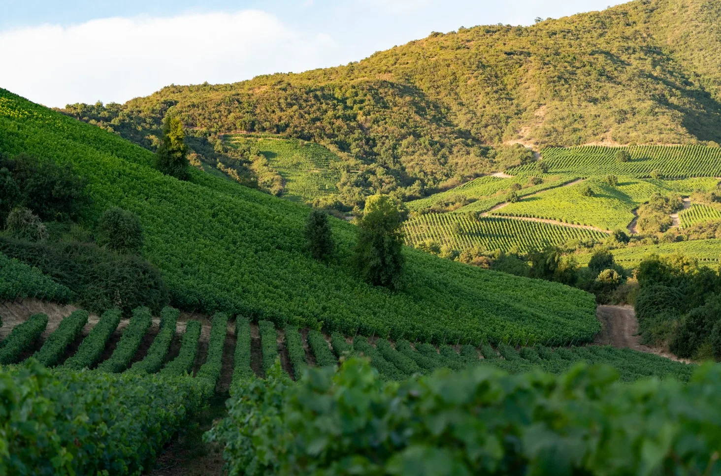 Valle de Colchagua | Montes Wines El origen del Vino Premium de Chile 8