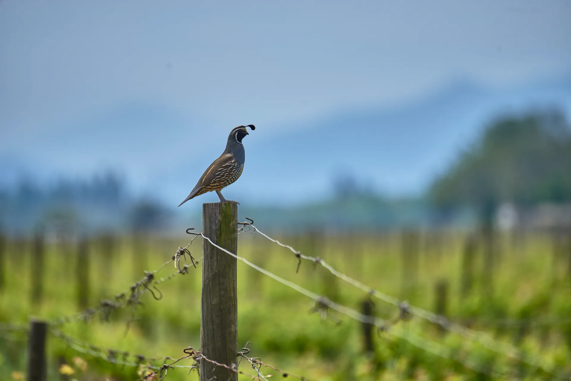 Valle de Colchagua | Viña Maquis 3
