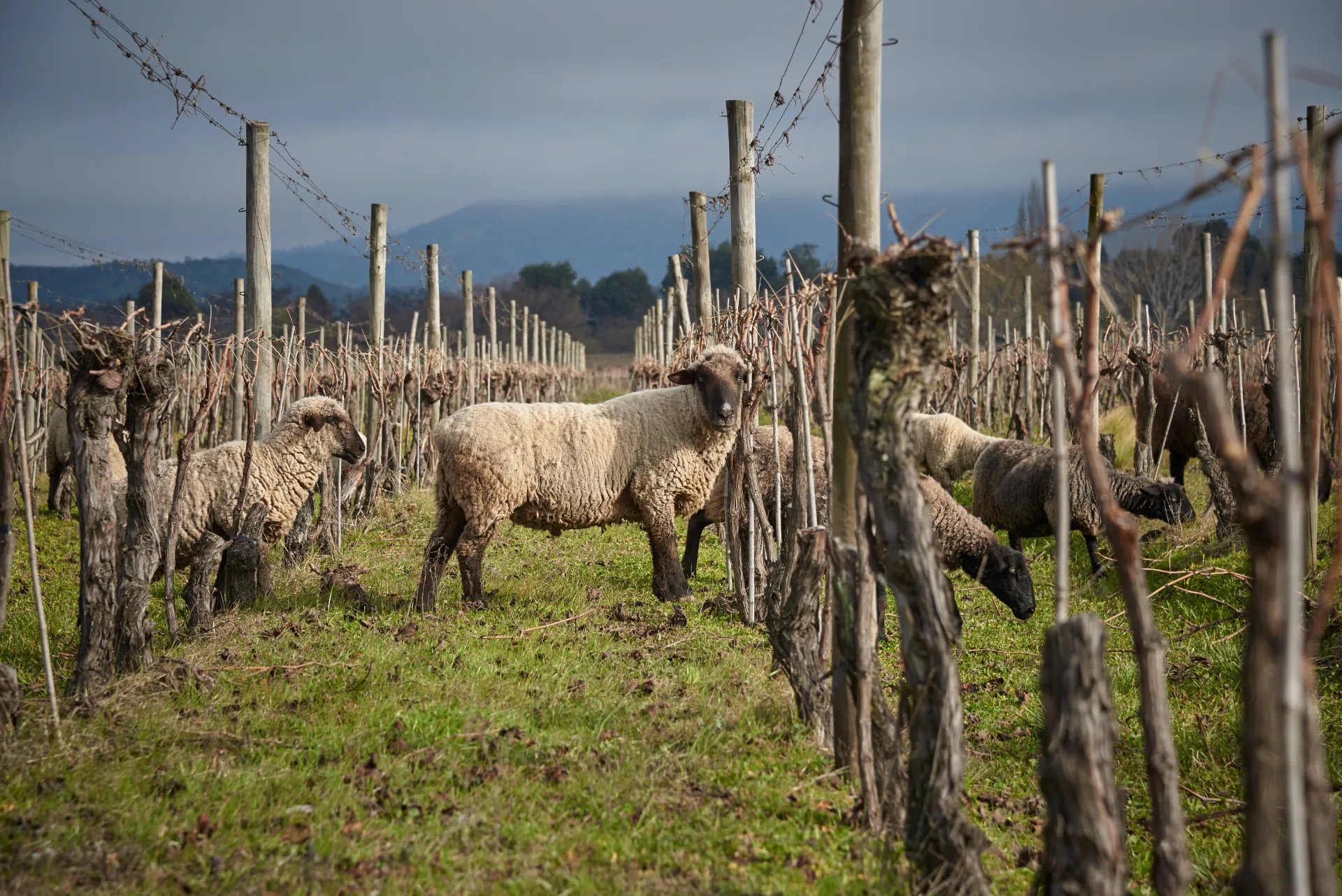 Valle de Colchagua | Viña Maquis 11