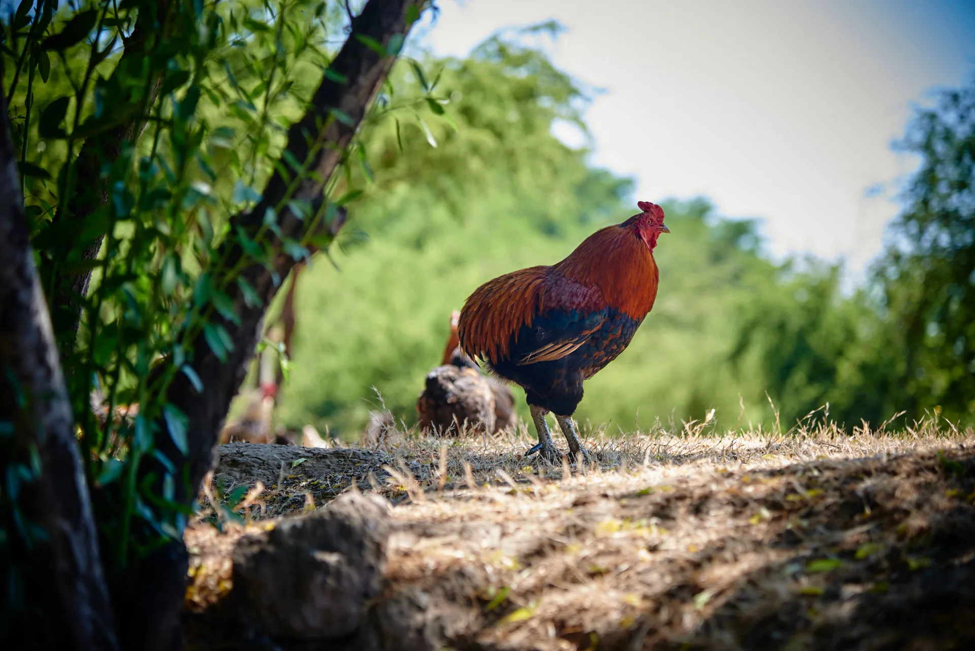 Valle de Colchagua | Viña Maquis 12
