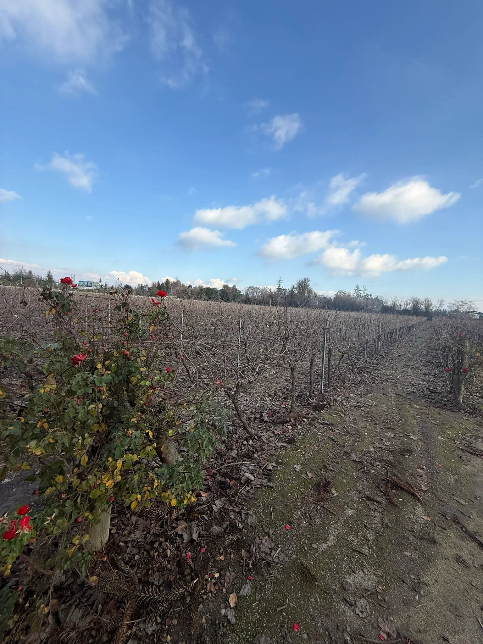 Isla de Maipo, Valle del Maipo